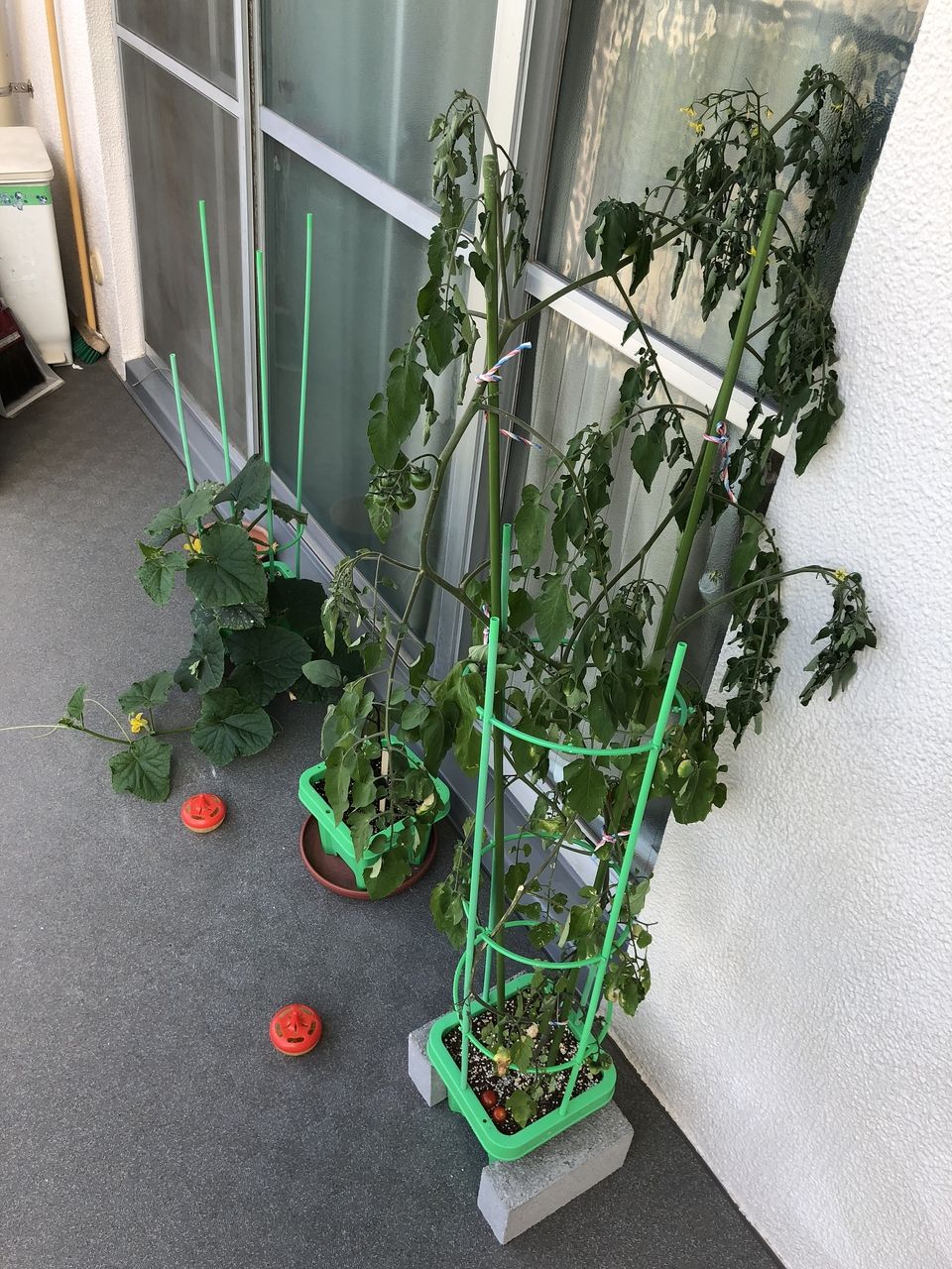 先日頂いたトマトの成長が止まりません